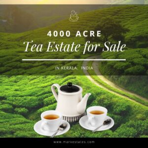 Tea Estate and Factory in For Sale Kerala,  Wayanad