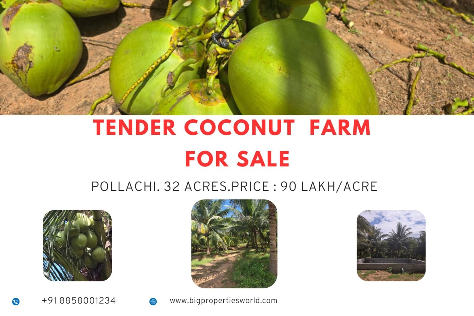 Coconut Farm For Sale Pollachi